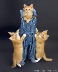 karhaye da be dariiiiiiiiiii