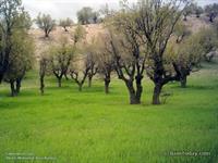 ilam