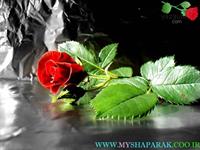 تقدیم به تو