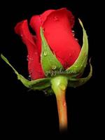واسه شما
