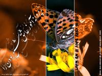  به پروانه بیاموزعاشق شمع بودن را