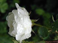 زیبا