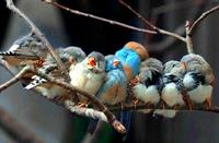 birds...