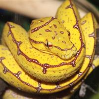 my snake