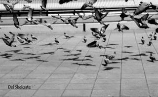 dosti,mobahese,mashverat,....