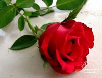 علاقه به گلها