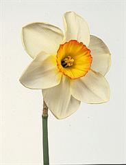 BARESI ASARE NEVISANDEGANE GOMNAM