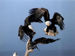 هرگونه فعاليت رمانتيك آزاد