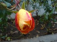 این عکس کار خودمه