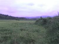 jolge babol