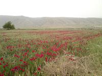 شقايق وحشي در دشتهاي گچساران