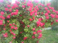 roze