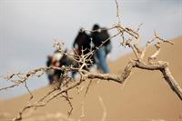 kavire maranjab.
