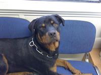 may dog
