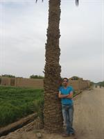 کرمان