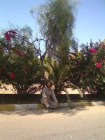 جزیره سیری - تابستان 88