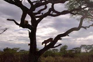 be eshterak gozashtane tajrobiyate afrade movaffagh