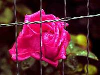 گفت مشق نام ليلي ميکنم خاطرخودراتسلي ميکنم ادرس ميلم را براي كساني كه عضو پولي نيستند گذاشتم خوشحال ميشم با يه ميل منو ياد كنيد. kimenz0@yahoo.com