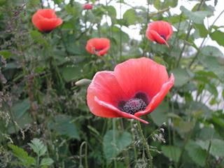 hame chi bishtar adabiat