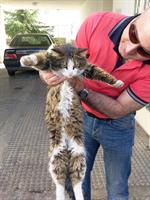 a nice cat!