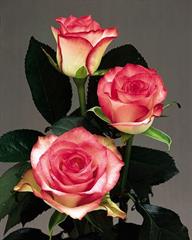 همه نوع فعالیتی