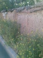 bahare 88