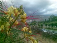 ozgol