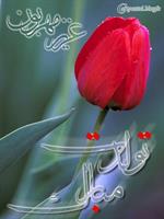 لطفا گالري عكس را كامل ببينيد