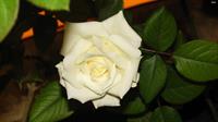 white-rose