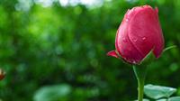 roze khoshgel