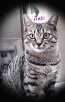 beti