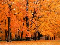 trees