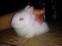 اینم بچه خرگوش نانازم
(snow white)