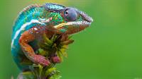 reptiles