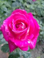 rose