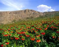 عشق ومحبت