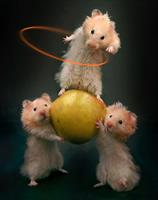 hamester