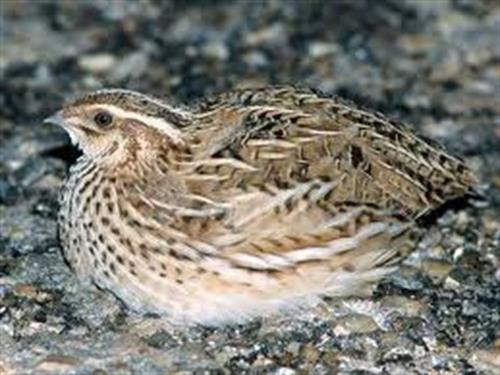 محصولات بلدرچین