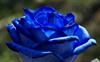 blue-rose