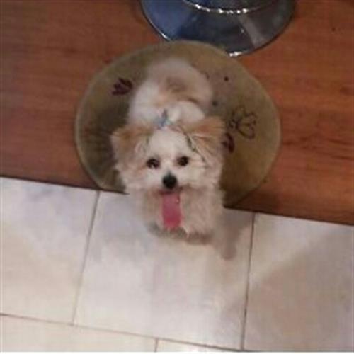 سگ آپارتماني كاملا كم صدا