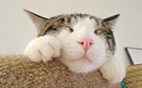 funny face