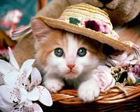 beautifull cat