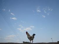 درمورخه 15390 بااتفاق دوستان جهت صعود به قله بینالود مها شدیم که این خروس زیبا هم درروستای عیش آبا آواز عشق سر می داد

...
