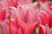 \ax\beauty_flowers_persian-star
