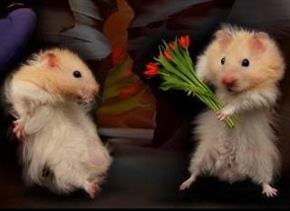 jaii baraye bayan darde del