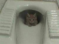 kei gorbe dorste khorde bad...???