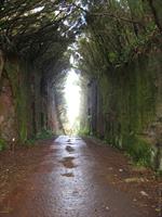 road in combination with nature!