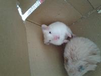 mosha
