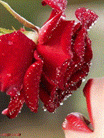 برا دوستی