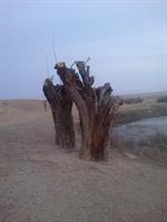 aa